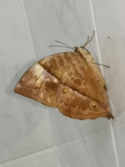 Zeuxidia amethystus amethystus