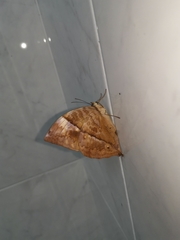 Zeuxidia amethystus amethystus