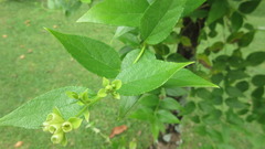Nyctanthes arbor-tristis