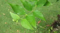 Nyctanthes arbor-tristis