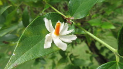 Nyctanthes arbor-tristis