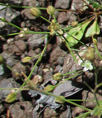 Paramollugo nudicaulis