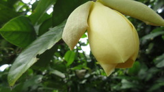Magnolia
