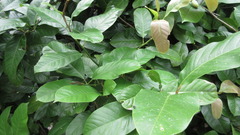 Magnolia
