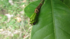 Magnolia