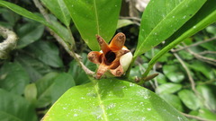 Magnolia