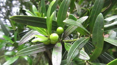 Podocarpus