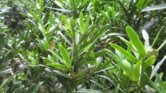 Podocarpus