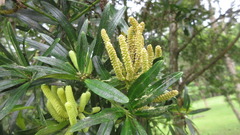 Podocarpus