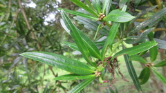 Podocarpus