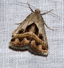 Acantholipes circumdata
