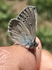 Glaucopsyche lygdamus oro