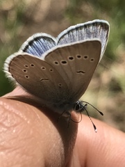 Glaucopsyche lygdamus oro