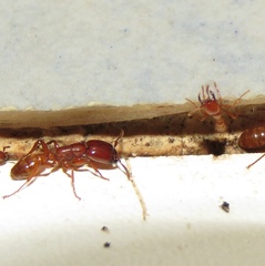 Dorylus helvolus