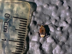 Penthobruchus germaini