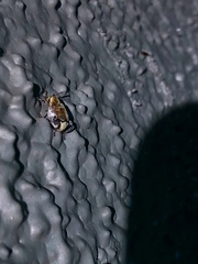 Penthobruchus germaini