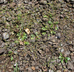Paramollugo nudicaulis