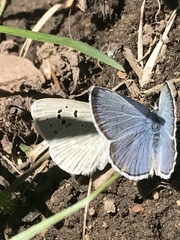 Icaricia icarioides lycea