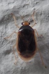 Monalocoris filicis