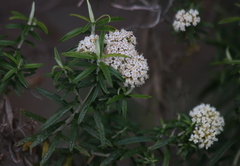 Ozothamnus ferrugineus