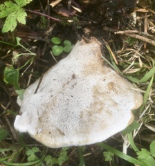 Hydnellum scrobiculatum