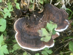 Hydnellum scrobiculatum