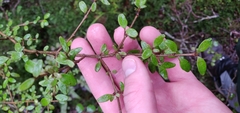 Coprosma rhamnoides