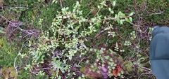 Coprosma rhamnoides