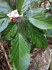 Sloanea langii