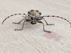 Celosterna scabrator