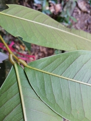 Mischocarpus grandissimus