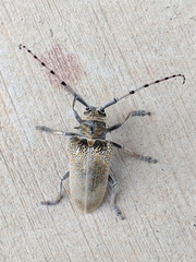 Celosterna scabrator