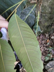 Mischocarpus grandissimus