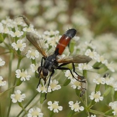 Cylindromyia brassicaria