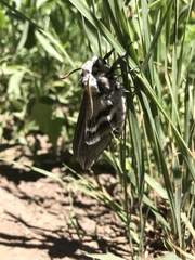 Sphinx asellus