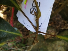 Mischocarpus grandissimus