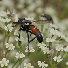 Cylindromyia brassicaria