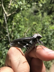 Sphinx asellus