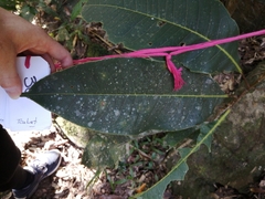 Mischocarpus grandissimus
