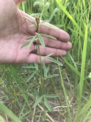 Lespedeza leptostachya