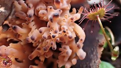 Clavulina vinaceocervina
