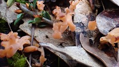 Clavulina vinaceocervina