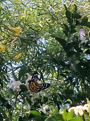 Dysphania subrepleta