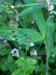 Toxorhynchites splendens