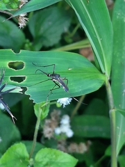 Toxorhynchites splendens