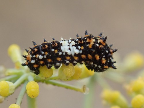 Anise Swallowtail photo 3