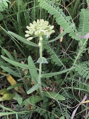 Asclepias lanuginosa