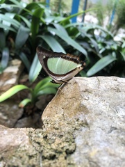 Polyura
