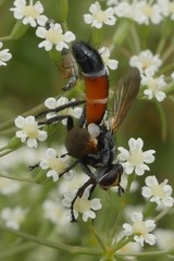 Cylindromyia brassicaria