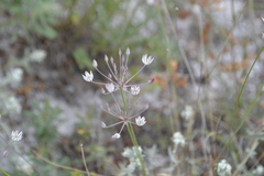 Allium inaequale